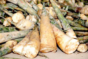 揭陽(yáng)埔田鮮筍上市！目測(cè)一大波吃貨正在靠近……